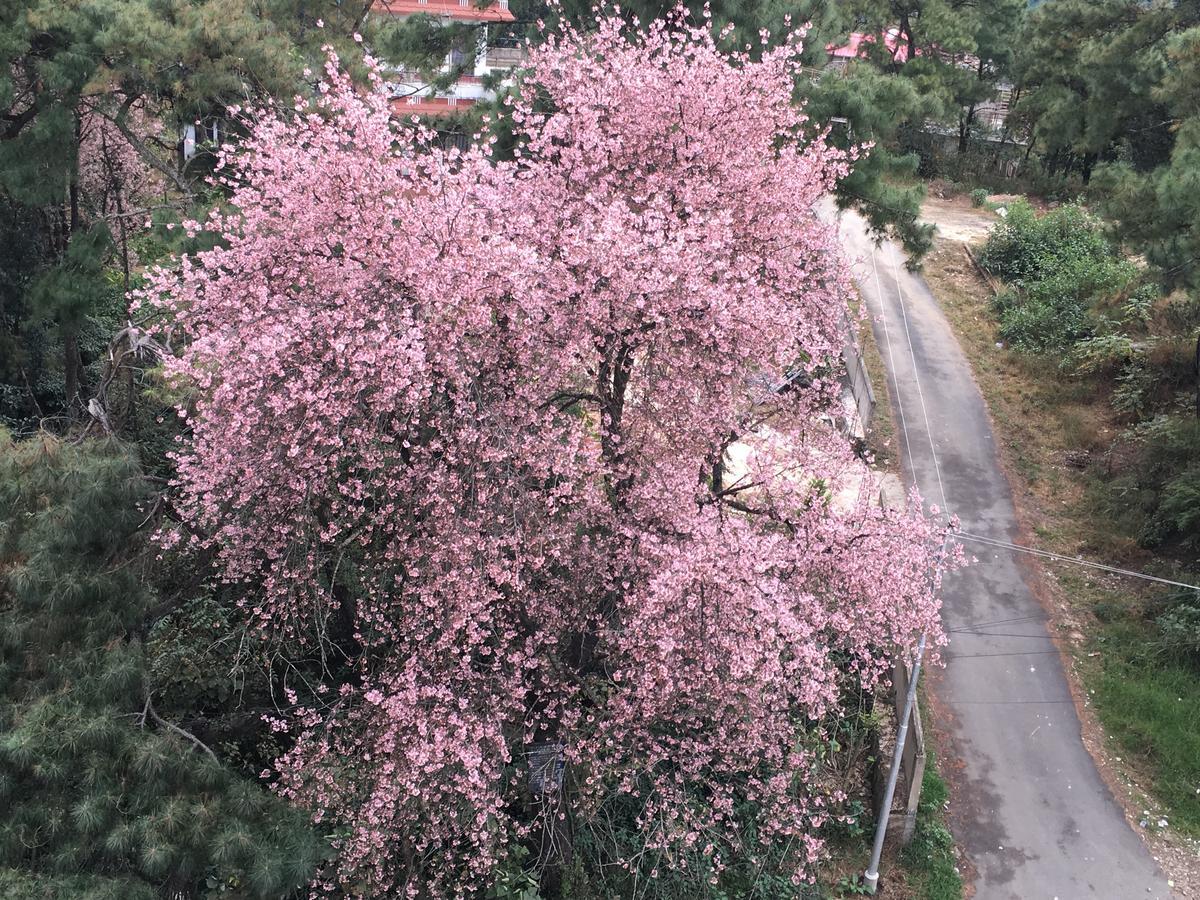 Orange Homestay Shillong Zewnętrze zdjęcie